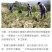 野生石菖蒲种苗，存活率高