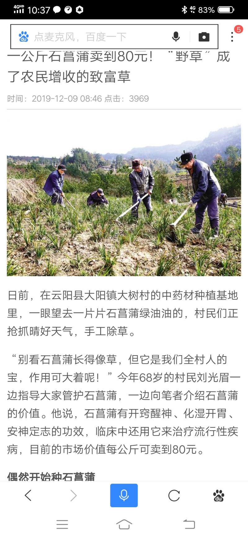 野生石菖蒲种苗，存活率高