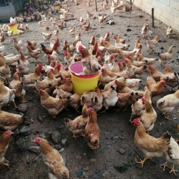鸡大母，小母门阎鸡都有林下山地放养鸡十分好