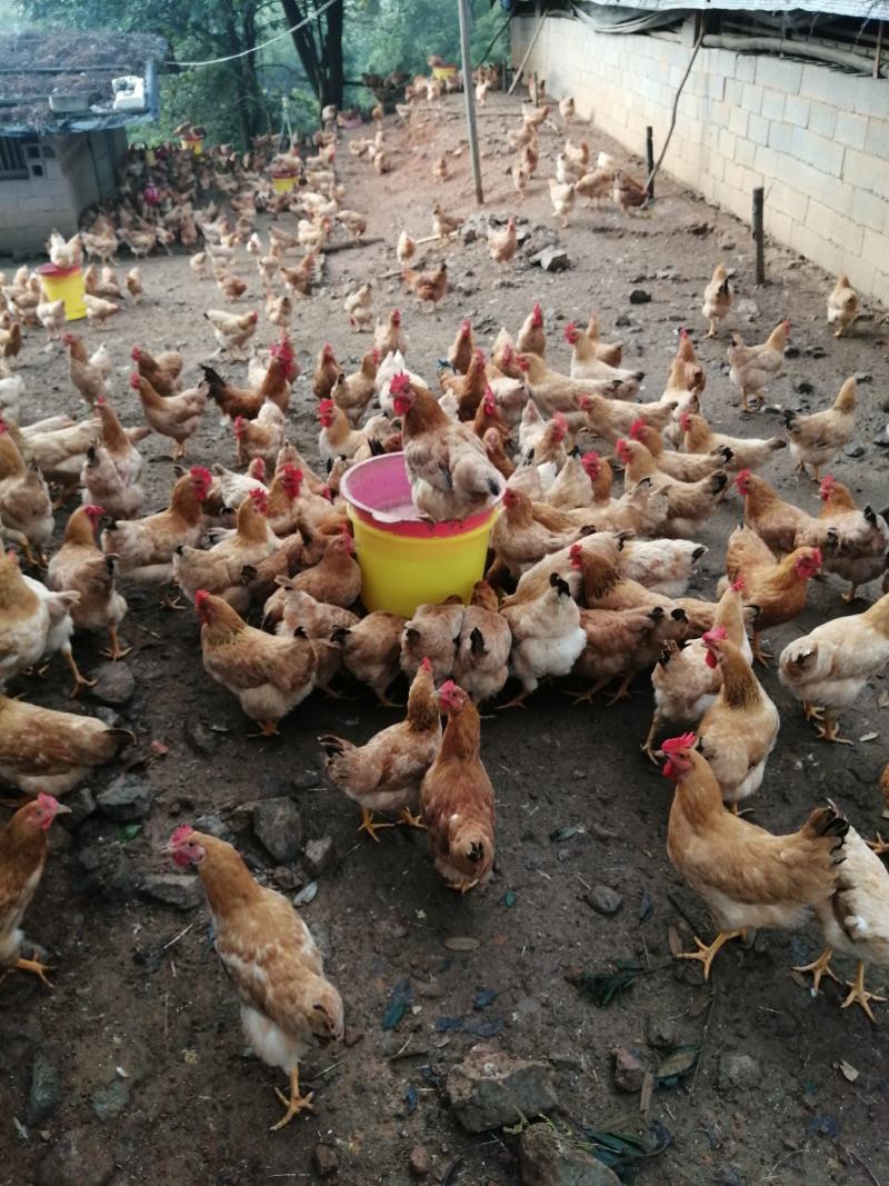 鸡大母，小母门阎鸡都有林下山地放养鸡十分好