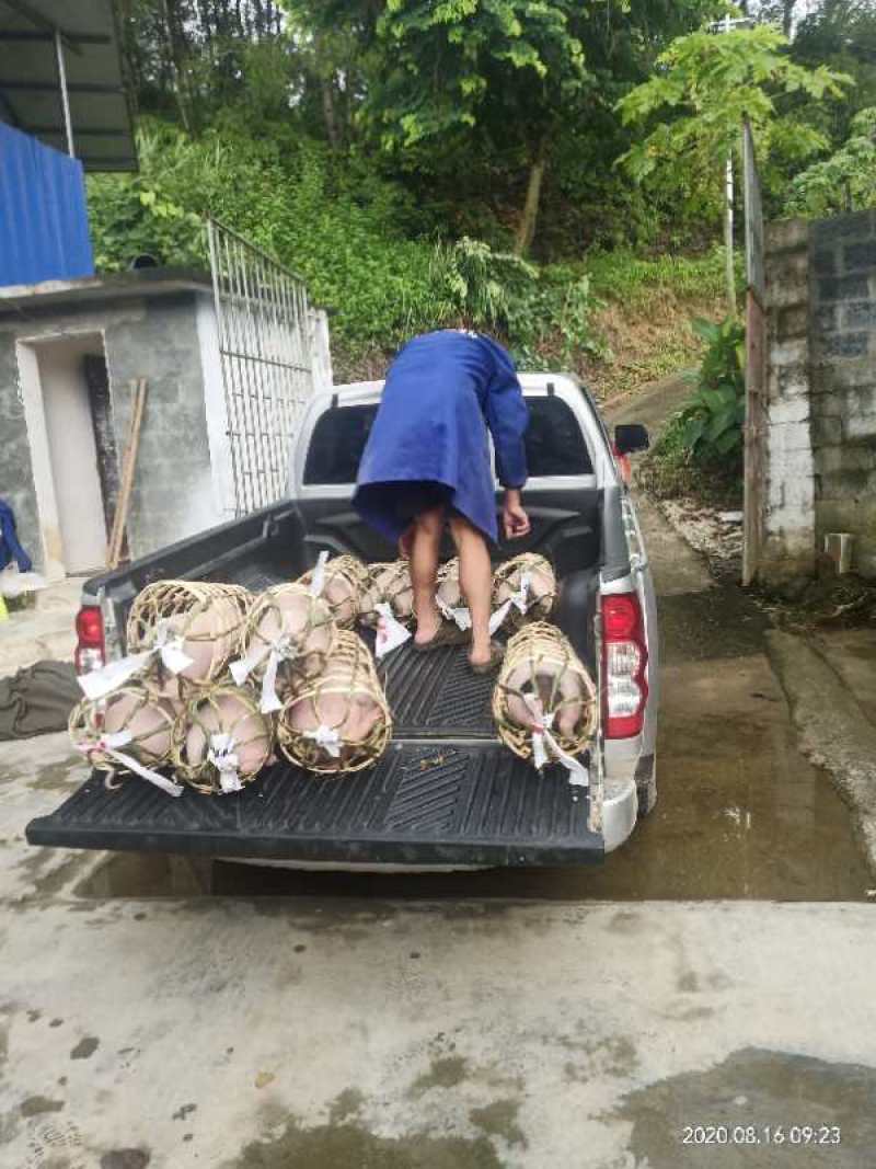 正宗巴马本地香猪产地直销点