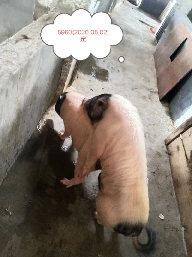 正宗巴马本地香猪产地直销点