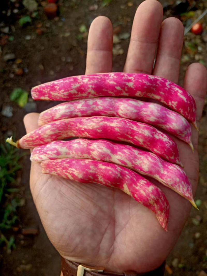 油豆角，红金钩，黄金沟，九月青，六粒王！七粒王！