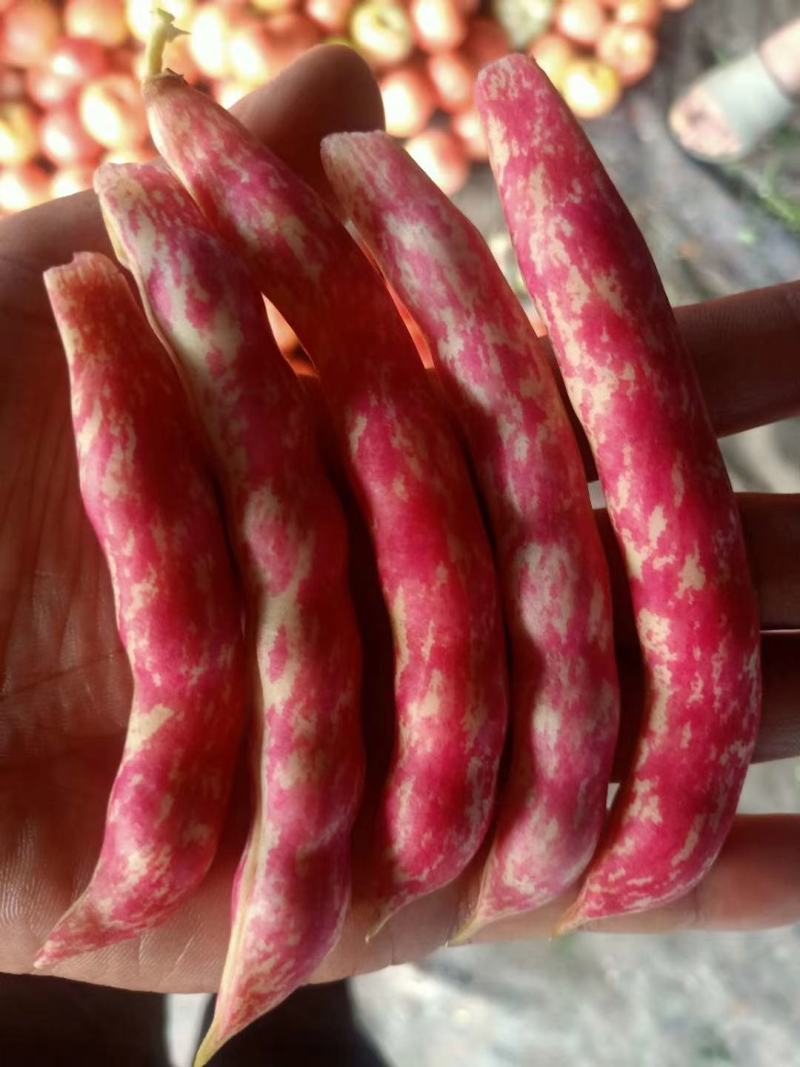 油豆角，红金钩，黄金沟，九月青，六粒王！七粒王！