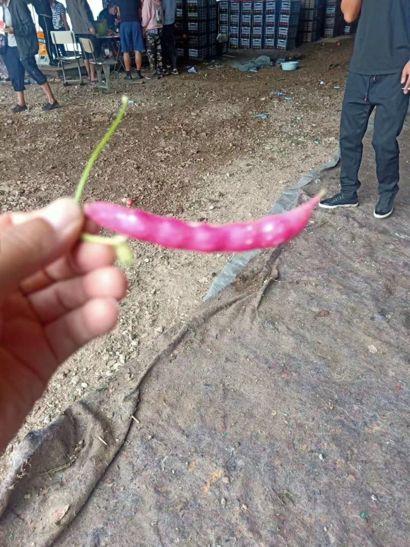 油豆角，红金钩，黄金沟，九月青，六粒王！七粒王！