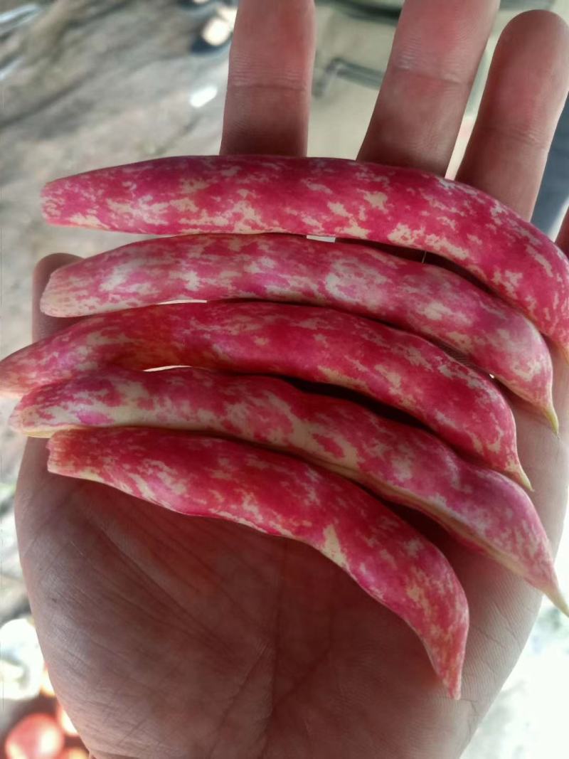 油豆角，红金钩，黄金沟，九月青，六粒王！七粒王！