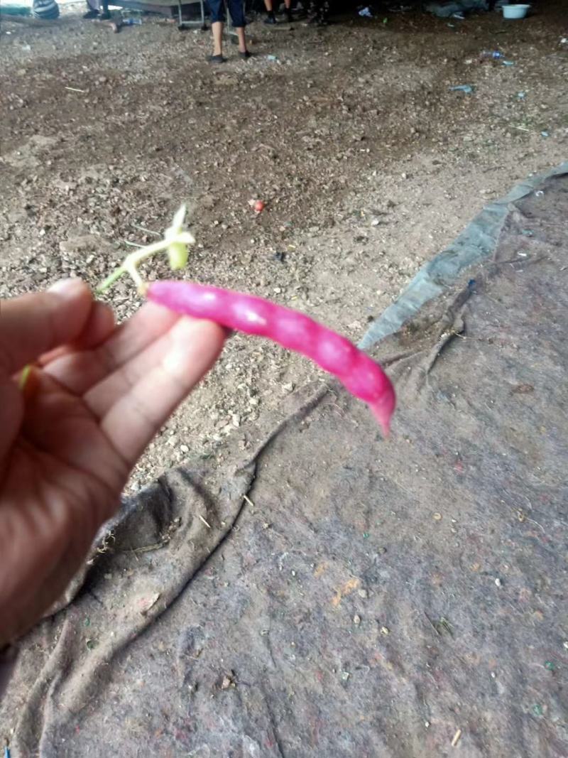 油豆角，红金钩，黄金沟，九月青，六粒王！七粒王！