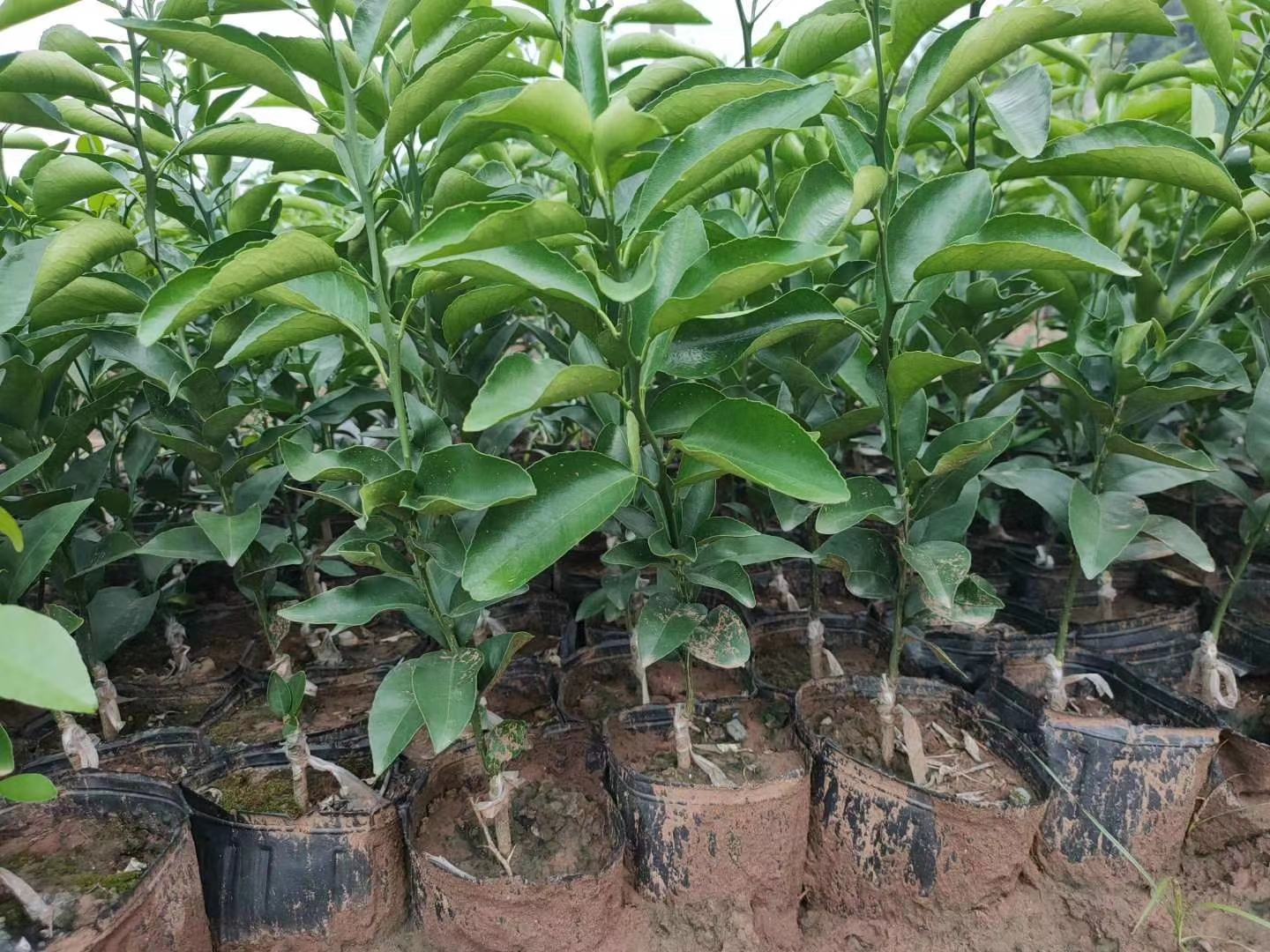 沃柑冬季留树保鲜覆盖无纺布,防止冻害 沃柑冬季留树保鲜覆盖无纺布