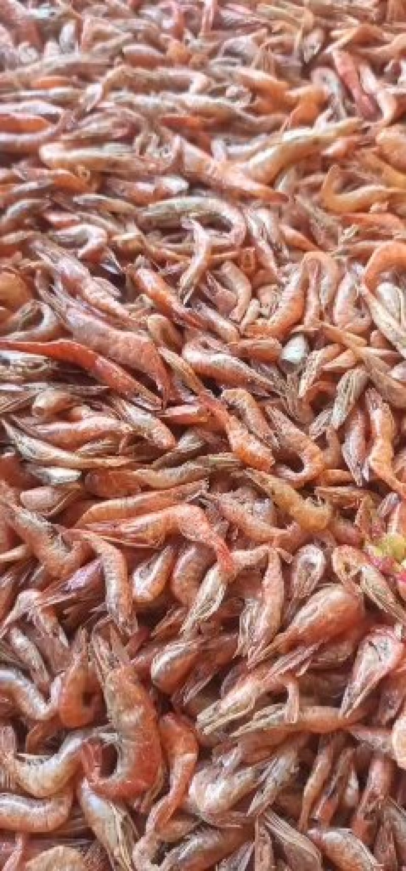 天然淡水大红虾配上煎饼一卷吃饱了还想在来一张好看新鲜好吃