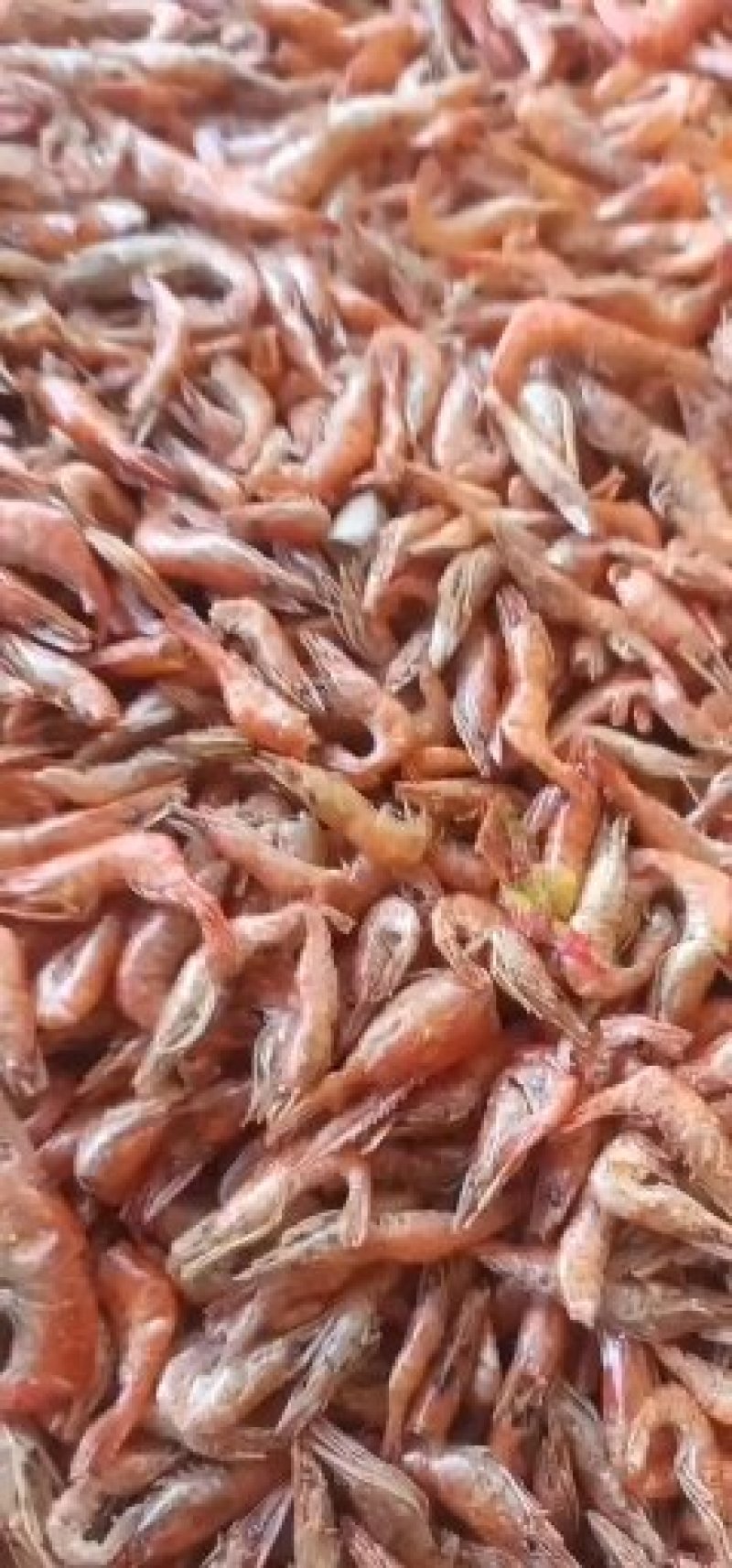 天然淡水大红虾配上煎饼一卷吃饱了还想在来一张好看新鲜好吃