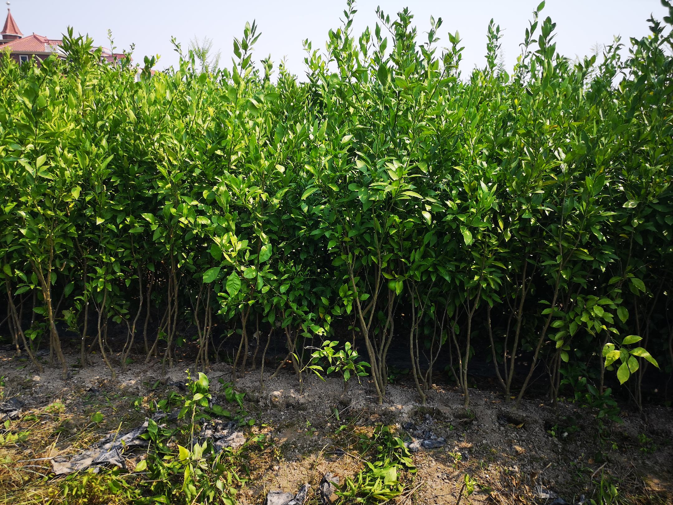 湖南脐橙苗繁育基地实拍：现代化智能温室中整齐排列的两年生脱毒脐橙容器苗，苗高45–60cm，茎粗0.8–1.2cm，叶片浓绿厚实，根系发达呈团状包裹营养土，部分苗株已萌发健壮新梢