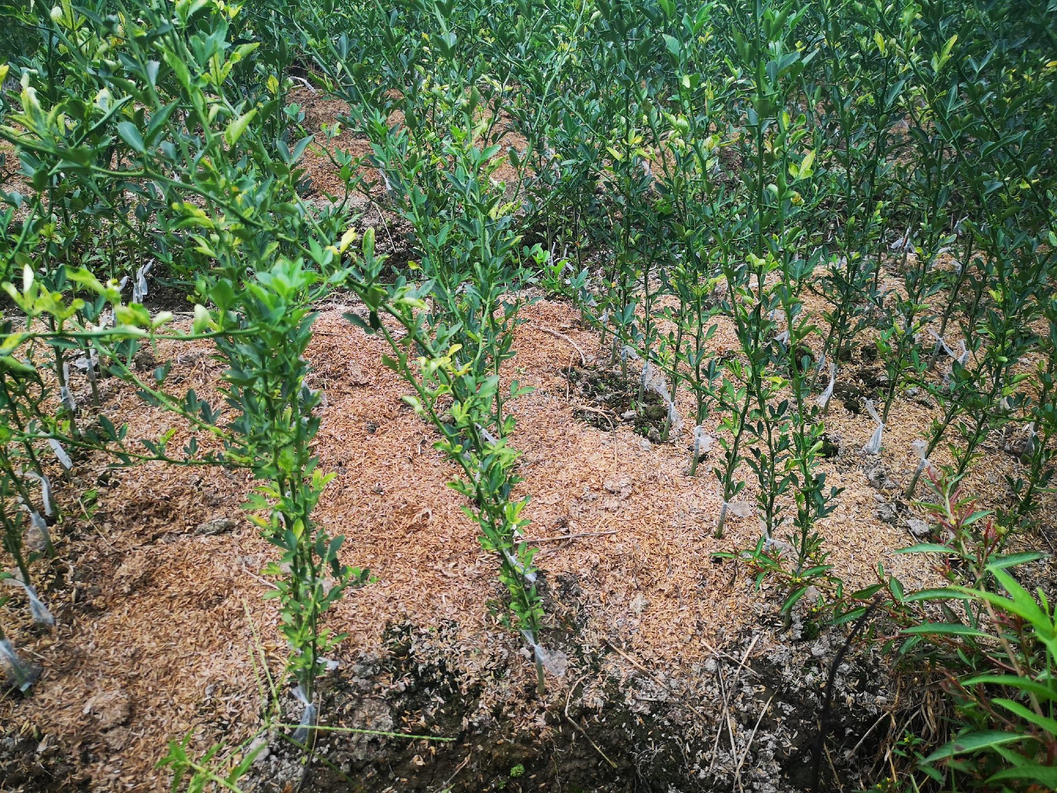 果农正在对金秋沙糖桔进行修剪管理,确保树体健康与早果性 沙糖桔修剪管理现场