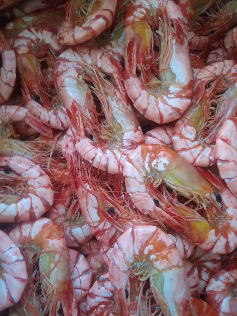 九节虾烤虾厂家直销各种规格都有欢迎选购20左右一斤110