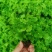 绿宝平筛苗喜阳花卉大盆栽小盆栽观叶植物