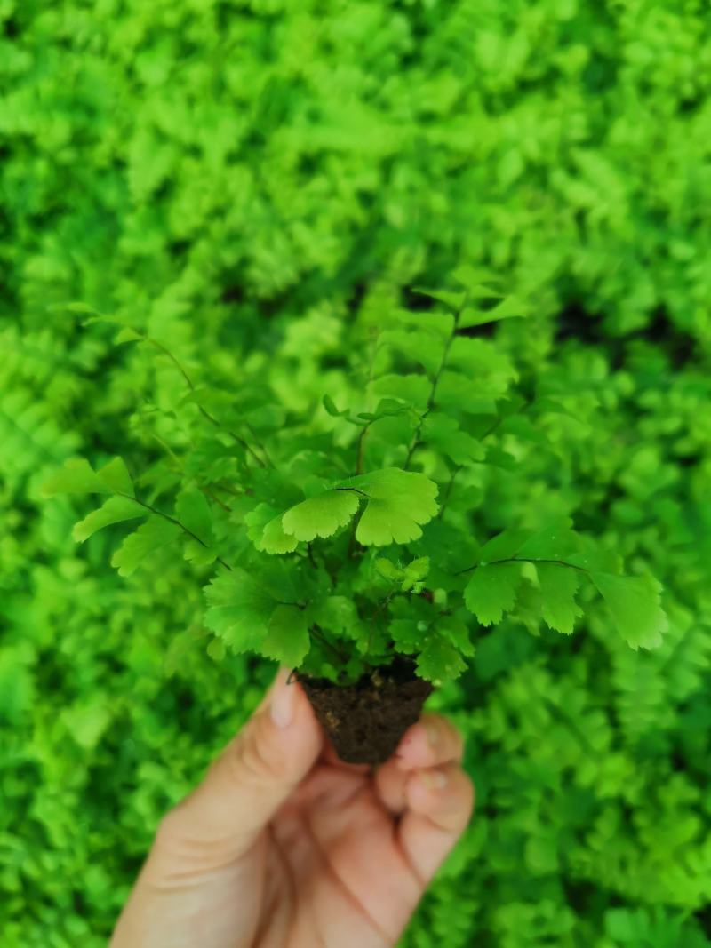 绿宝平筛苗喜阳花卉大盆栽小盆栽观叶植物