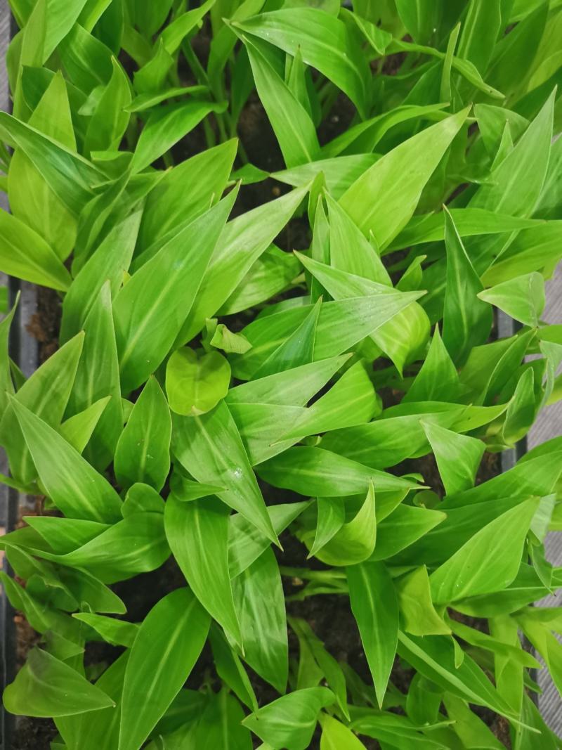 绿宝平筛苗喜阳花卉大盆栽小盆栽观叶植物