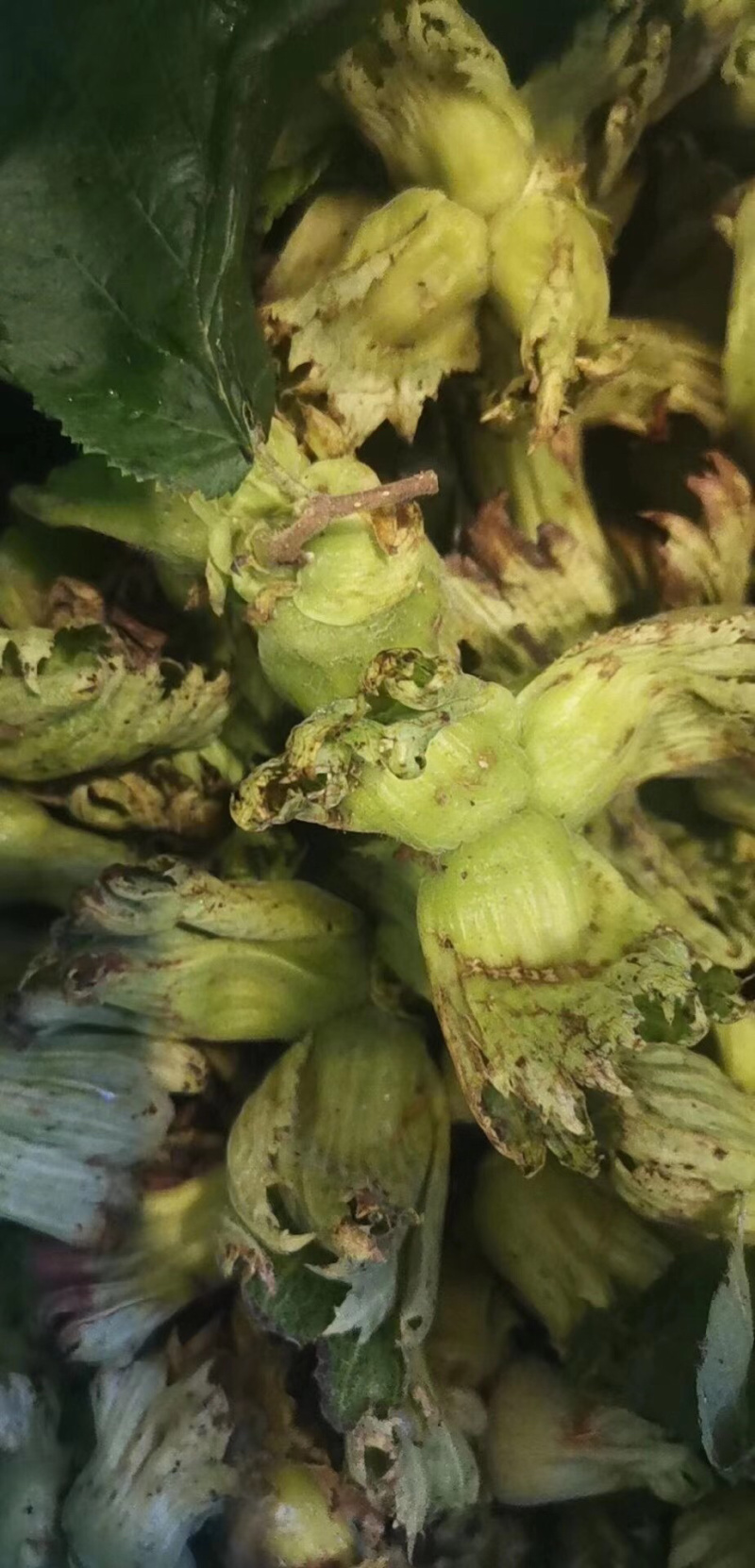 自己家不打药无公害青皮大榛子