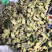 自己家不打药无公害青皮大榛子