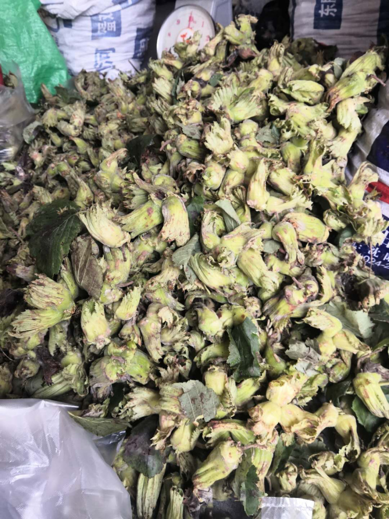 自己家不打药无公害青皮大榛子