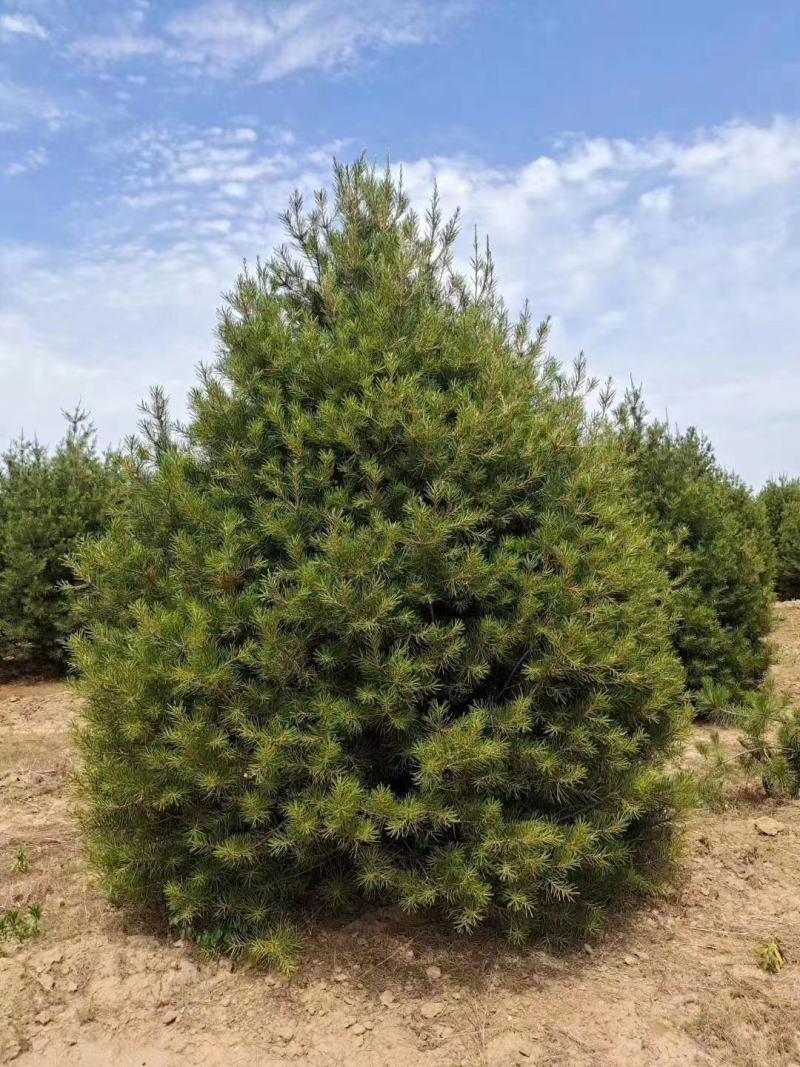 山西白皮松1-5米农户直供精品各种规格质优价廉，货源充足