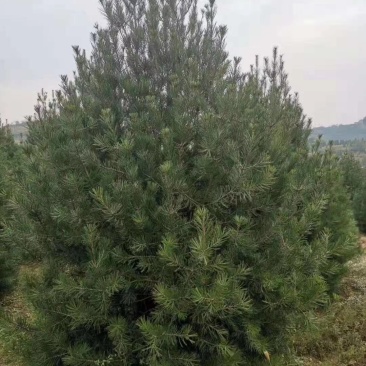 山西白皮松1-5米农户直供精品各种规格质优价廉,货源充足