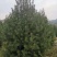 山西白皮松1-5米农户直供精品各种规格质优价廉,货源充足