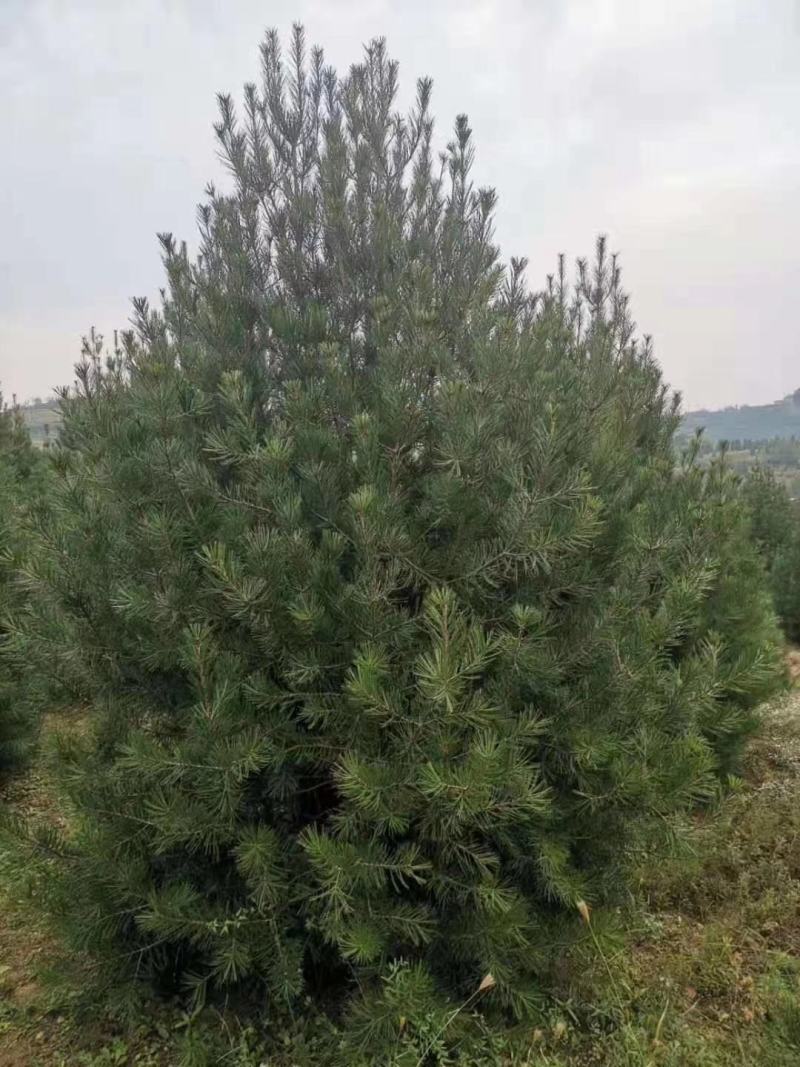 山西白皮松1-5米农户直供精品各种规格质优价廉，货源充足
