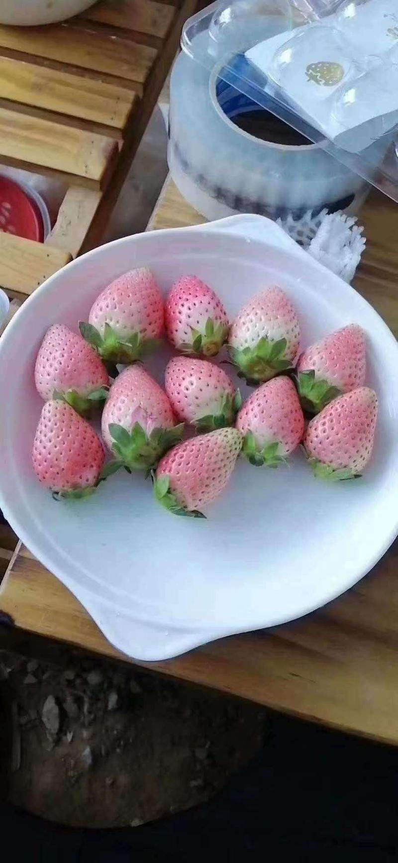 桃熏草莓苗京桃香白雪公主草莓苗免费提供技术支持可实地考察