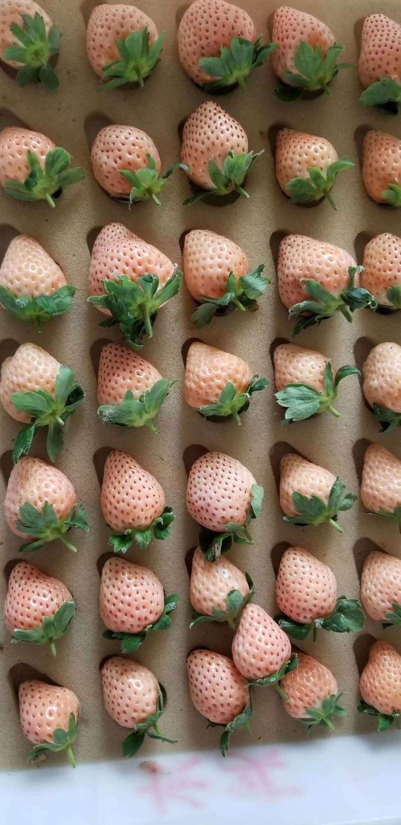 桃熏草莓苗京桃香白雪公主草莓苗免费提供技术支持可实地考察