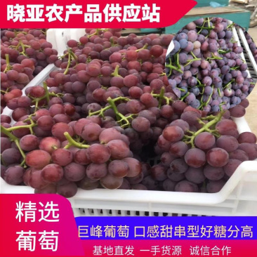 河北巨峰葡萄，巨峰葡萄，可视频看货，产地直供，口感好，