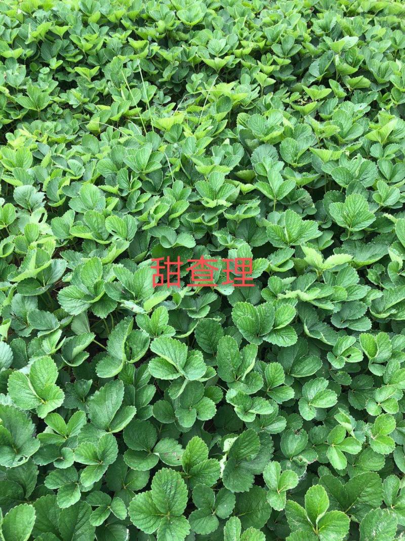 甜查理草莓苗精品壮苗免费提供技术支持保证质量可实地考察