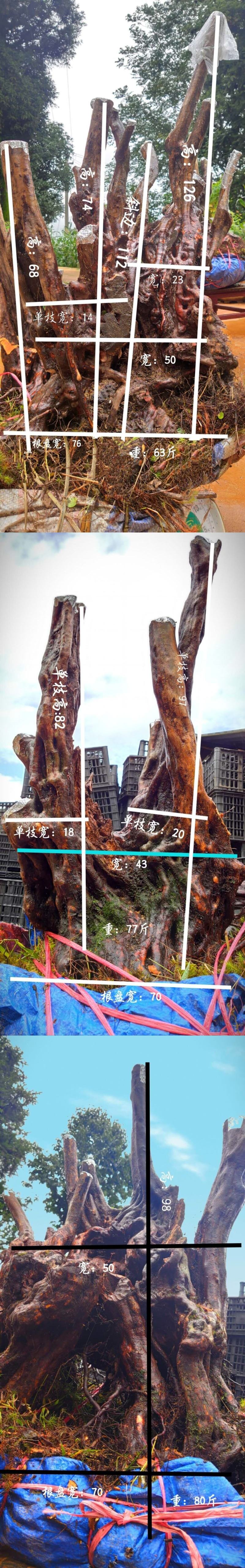 贵州六盘水何氏精品映山红盆景素材国旗红大桩
