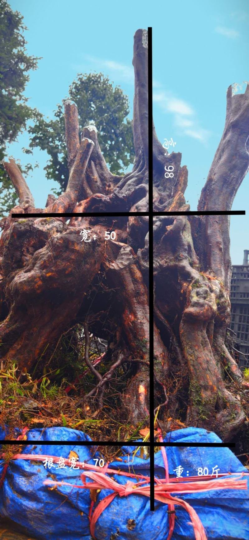 何氏精品映山红盆景素材