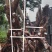 何氏精品映山红盆景素材