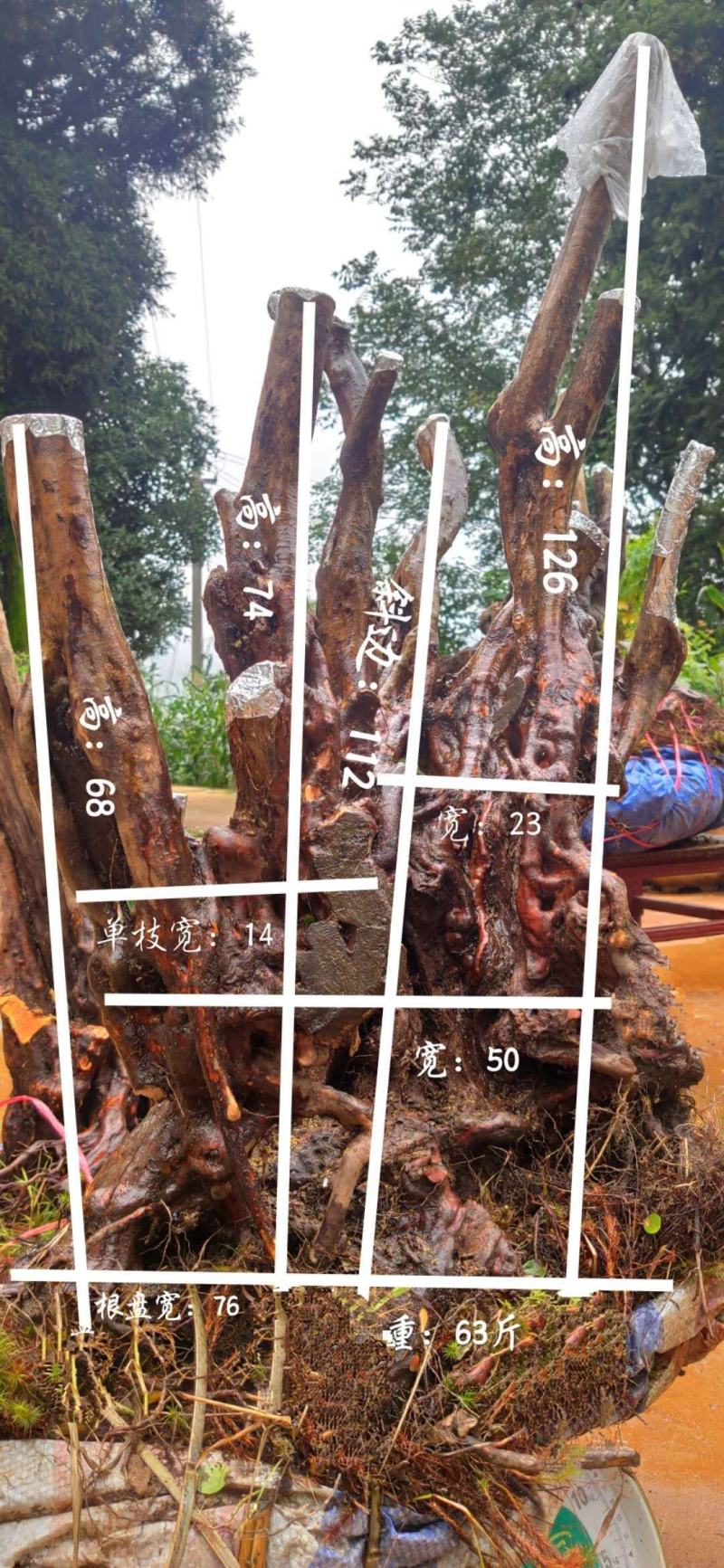 何氏精品映山红盆景素材
