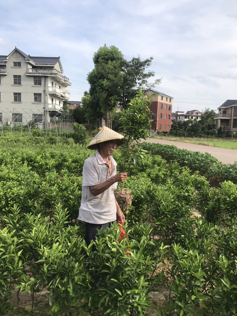 红美人柑橘苗爱媛28皇后中的柑橘苗嫁接当年结果苗