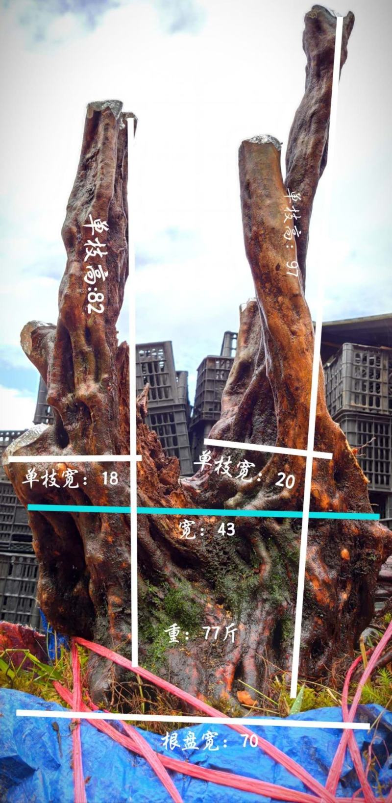 何氏精品映山红盆景素材