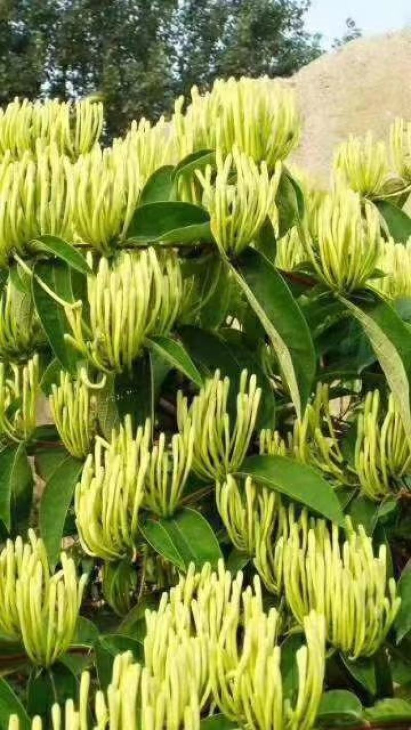 金银花苗湘蕾花王品种纯保质保量量大提供技术