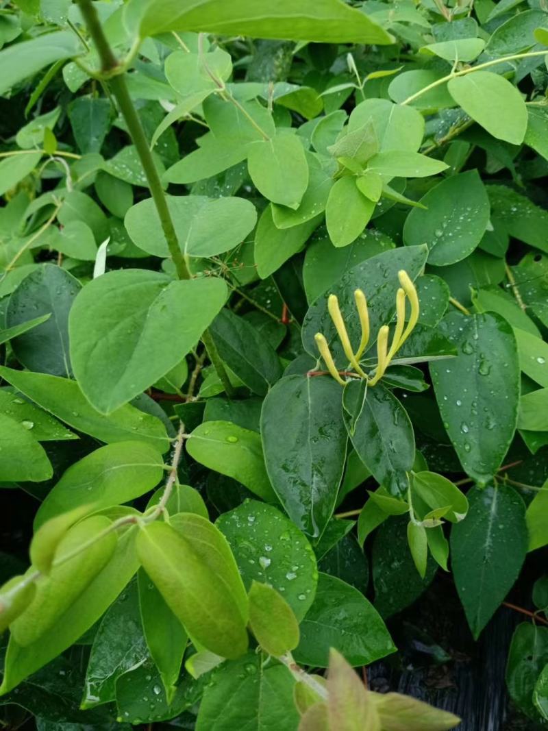 金银花苗湘蕾花王品种纯保质保量量大提供技术