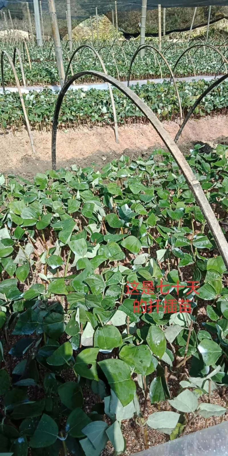 金银花苗湘蕾花王品种纯保质保量量大提供技术