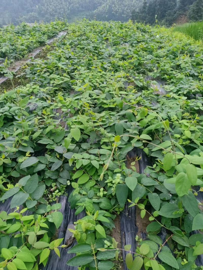 金银花苗湘蕾花王品种纯保质保量量大提供技术