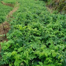 金银花苗湘蕾花王品种纯保质保量量大提供技术