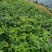 金银花苗湘蕾花王品种纯保质保量量大提供技术