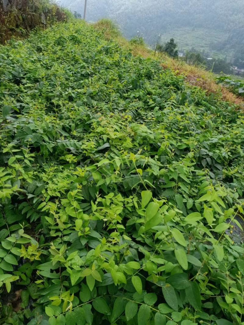 金银花苗湘蕾花王品种纯保质保量量大提供技术