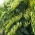 金银花苗湘蕾花王品种纯保质保量量大提供技术