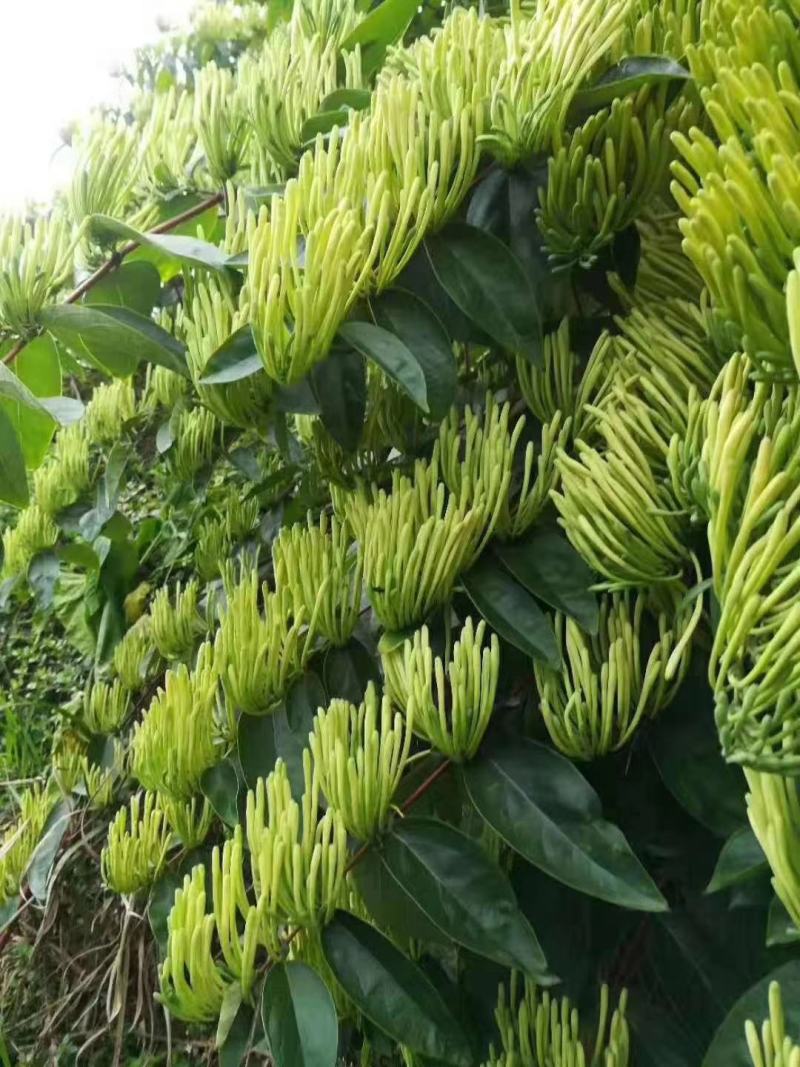 金银花苗湘蕾花王品种纯保质保量量大提供技术