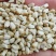 无刺改良大花朵油用红花种籽榨油率高鸡鸭鸽动物饲料作种子