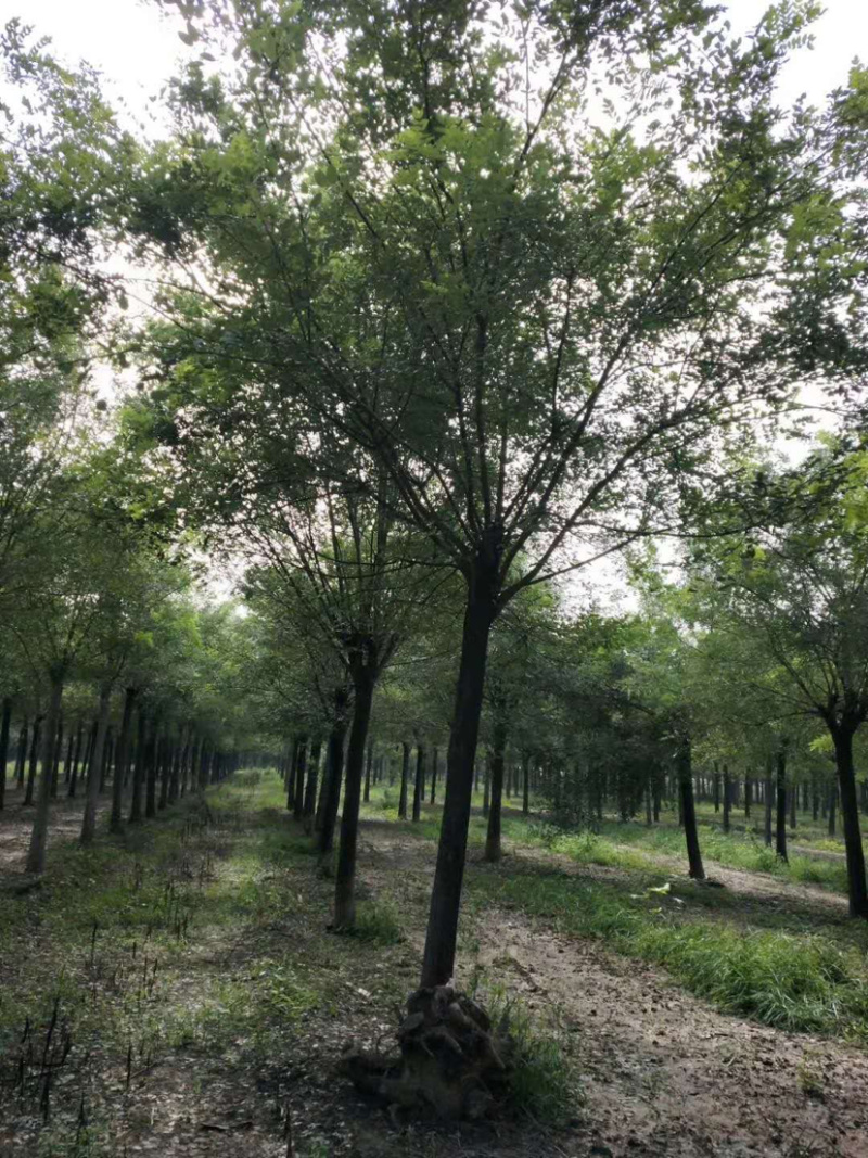 国槐10-15公分基地热销品种绿化专用可基地选苗现挖发货