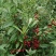 钙果苗。品种纯正,成活率高。个头大,农户直供