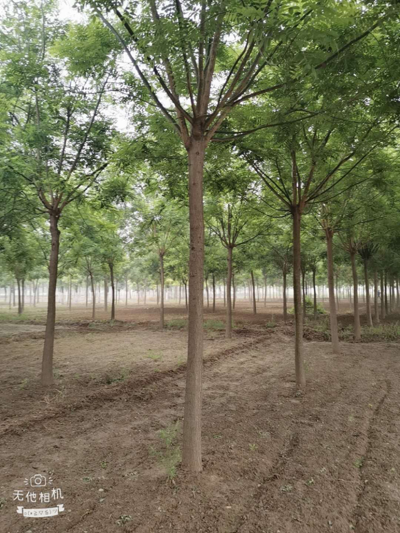 国槐10-15公分基地热销品种绿化专用可基地选苗现挖发货